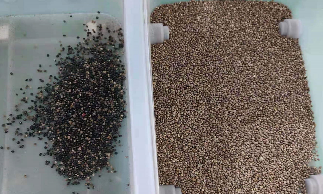 color sorter for hemp seed