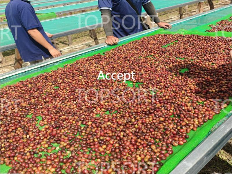 coffee cherry color sorter