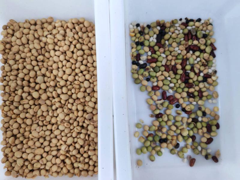 เครื่องคัดแยกสีขนาดเล็ก TOPSORT สำหรับถั่วเหลือง มีความแม่นยำในการคัดแยก 99.99%