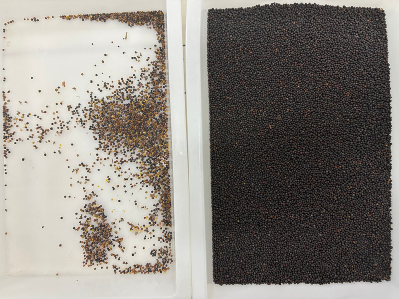 เครื่องคัดแยกสีเมล็ดพันธุ์ AI ความแม่นยำสูง TOPSORT