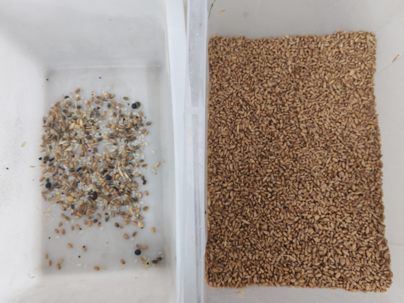 เครื่องคัดแยกสีข้าวสาลีความจุสูง TOPSORT