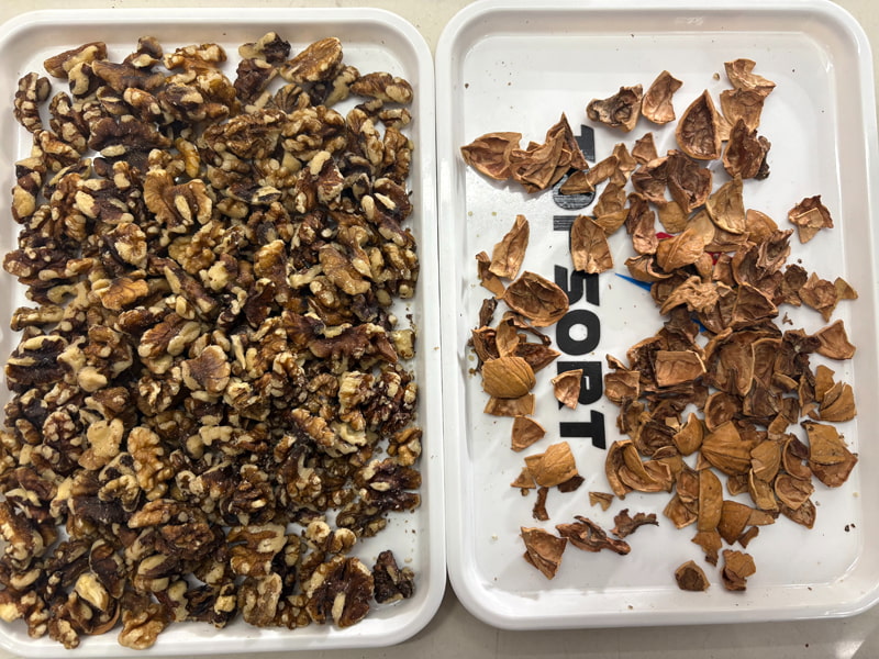 เครื่องคัดแยกสีวอลนัท TOPSORT ด้วยระบบ AI พร้อมกล้องความละเอียดสูง